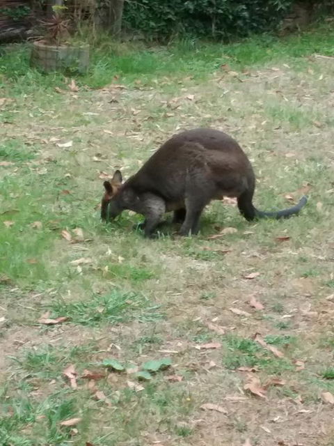 Lyrebird Gully Retreat - Accommodation Adelaide 1