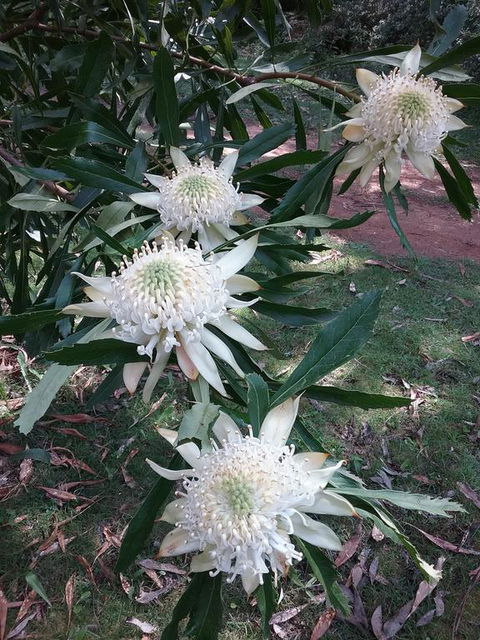 Lyrebird Gully Retreat - Accommodation Adelaide 0