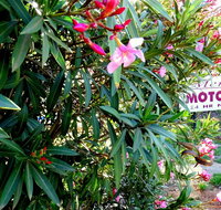 Mercury motor inn - Accommodation Adelaide