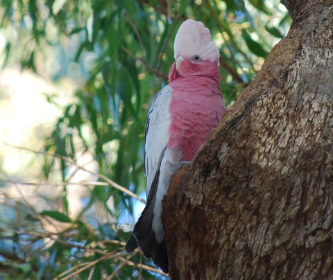 Midgard Cottage - Great Location & Close To Airport - Accommodation Adelaide 35