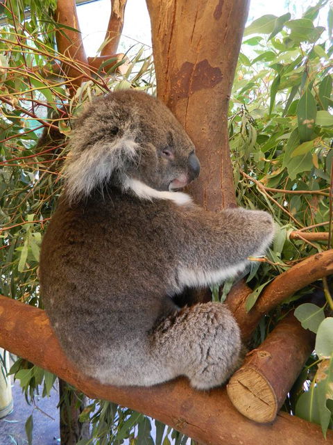 Midgard Cottage - Great Location & Close To Airport - Accommodation Adelaide 36
