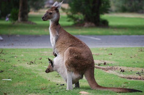 Midgard Cottage - Great Location & Close To Airport - Accommodation Adelaide 40