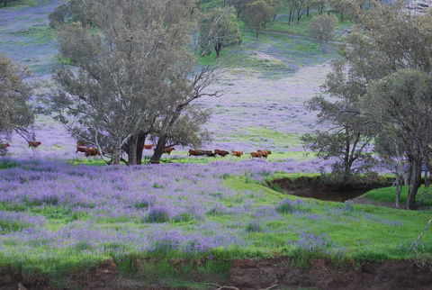 Midgard Cottage - Great Location & Close To Airport - Accommodation Adelaide 38