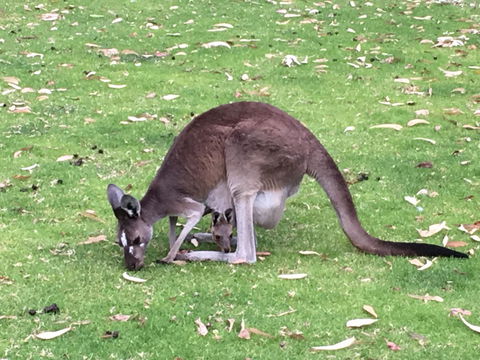 Tegwan's Nest Holiday Home - Accommodation Adelaide 1
