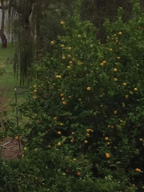 Bright & Beautiful Home On The Hills! - Accommodation Adelaide 34