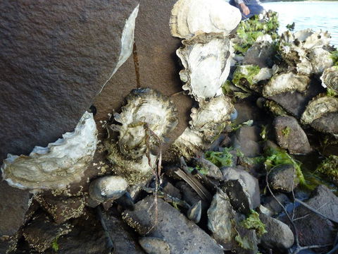 Oyster Shack - Accommodation Adelaide 3