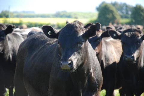 Panshanger Estate - Accommodation Adelaide 2