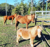 Paskins Farm - Accommodation Adelaide