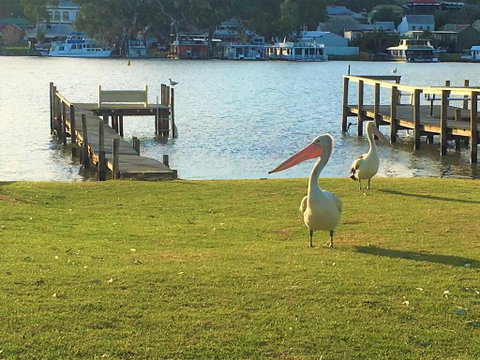 Riverfront Getaway - Mannum - Accommodation Adelaide 0