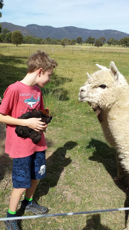 Starline Alpacas Farmstay Resort - Accommodation Adelaide 3