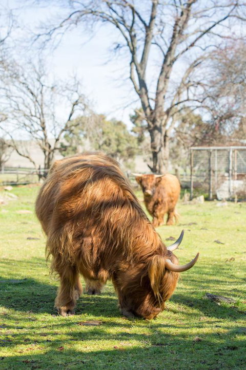 Ratho Farm - Accommodation Adelaide 4