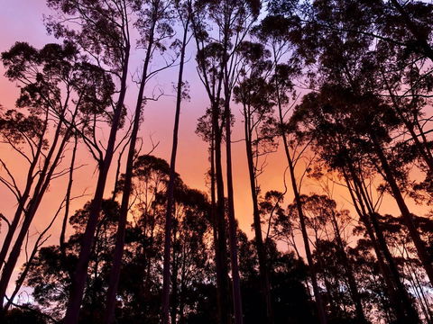 Lemonthyme Wilderness Retreat - Accommodation Adelaide 8