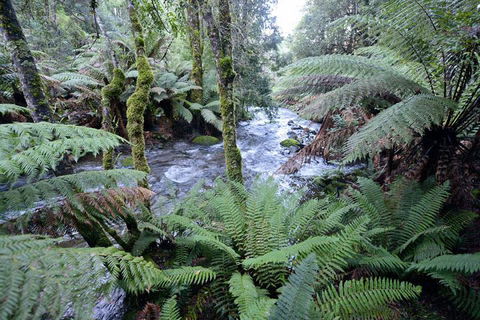 Lemonthyme Wilderness Retreat - Accommodation Adelaide 21