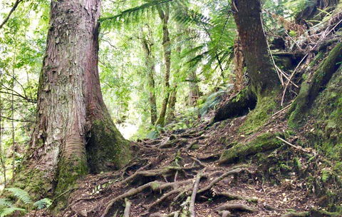 Lemonthyme Wilderness Retreat - Accommodation Adelaide 23