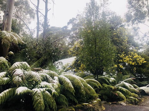 Lemonthyme Wilderness Retreat - Accommodation Adelaide 16
