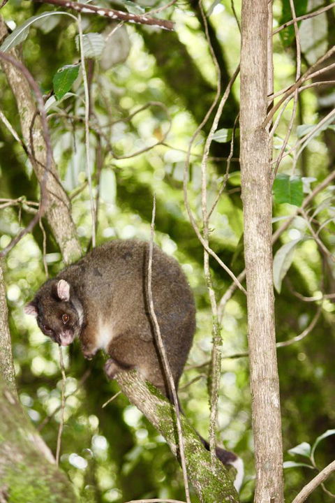 Lemonthyme Wilderness Retreat - Accommodation Adelaide 26