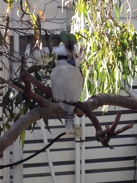 Kookas Retreat - Accommodation Adelaide 16