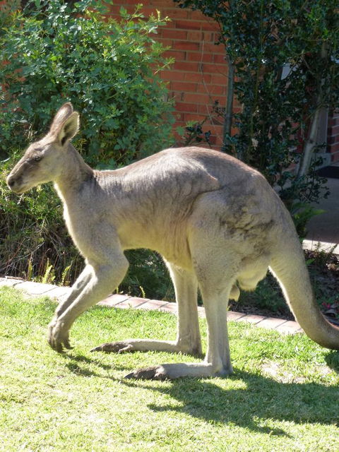 The Grampians Motel - Accommodation Adelaide 3