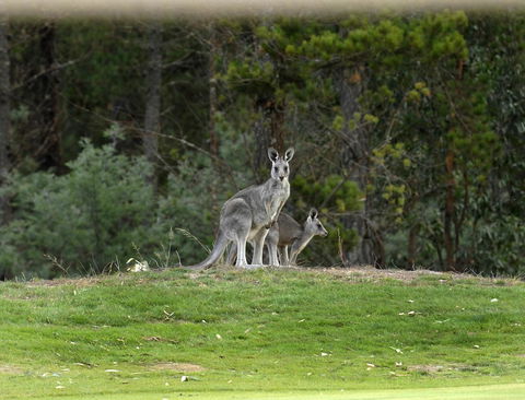 RACV Goldfields Resort - Accommodation Adelaide 20