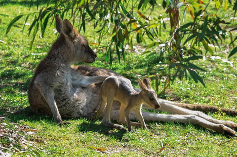 Blue Ridge Retreat - Accommodation Adelaide 9