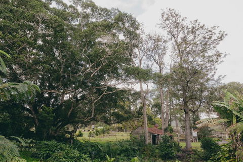 The Eumundi Dairy - Accommodation Adelaide 1