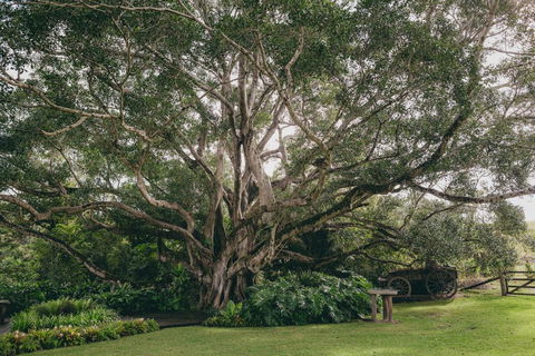 The Eumundi Dairy - Accommodation Adelaide 2