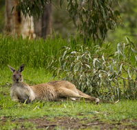 The Stirling Golf Club - Accommodation Adelaide