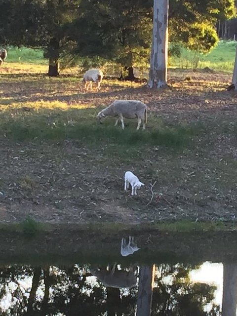 Tree Of Love Farm Stay - Accommodation Adelaide 2