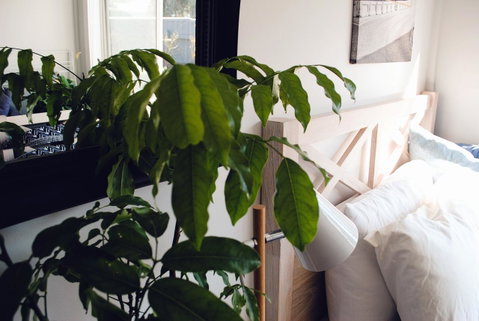 Bed Of Roses - Accommodation Adelaide 24