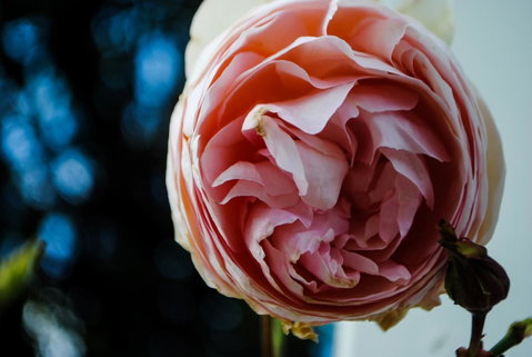 Bed Of Roses - Accommodation Adelaide 36
