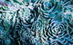 Bed Of Roses - thumb 32