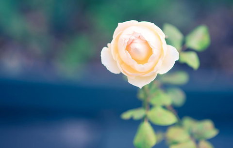 Bed Of Roses - Accommodation Adelaide 14