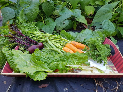 Manitzky Magic -B&B Home With Heart - Accommodation Adelaide 23