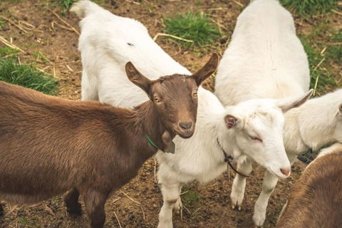 Altitude - A Tiny House Experience In A Goat Farm By Tiny Away - Accommodation Adelaide 2