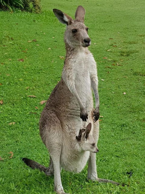At Melaleuca 3 - Accommodation Adelaide 3