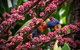 Daintree Manor B&B - thumb 4