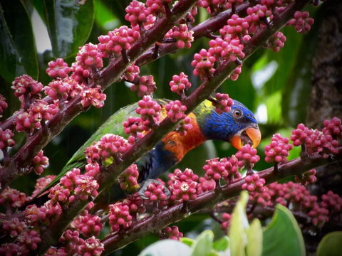 Daintree Manor B&B - Accommodation Adelaide 4