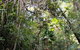 Daintree Manor B&B - thumb 7