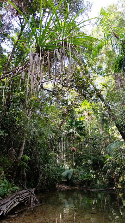 Daintree Manor B&B - Accommodation Adelaide 7