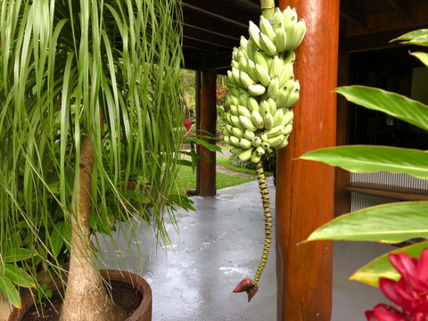 Daintree Manor B&B - Accommodation Adelaide 10