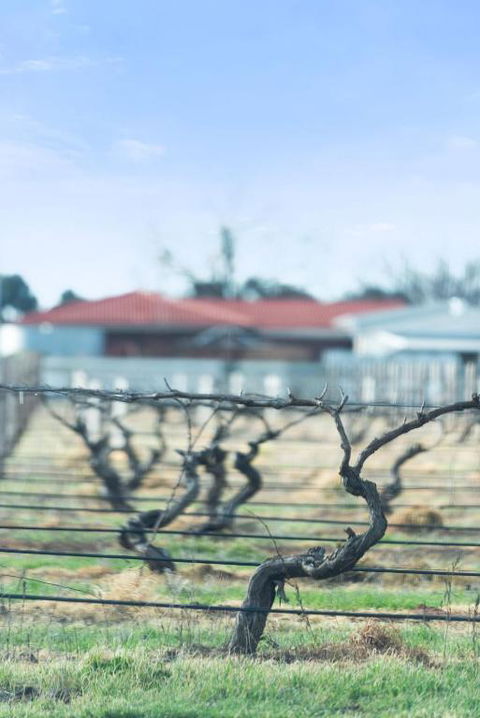 Crimson Ridge - Wines, Vines And Dine - Accommodation Adelaide 1