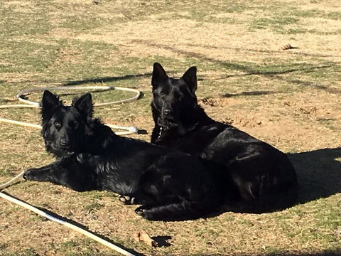 Alpine Country Motel - Accommodation Adelaide 2