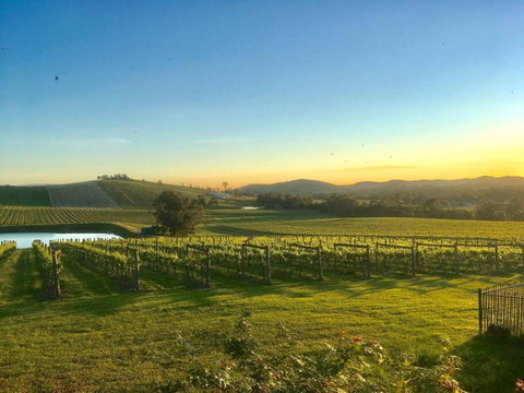 Mount Hope Estate Vineyard - Accommodation Adelaide 0