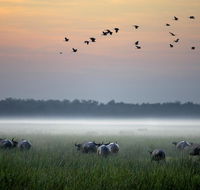 Bamurru Plains - Accommodation Adelaide