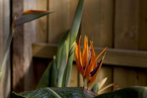 Rose Cottage - Accommodation Adelaide 1