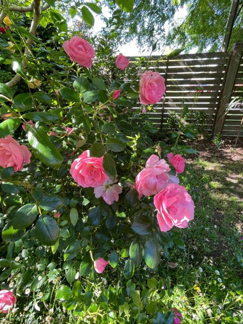 Rosehaven On Rosebud - Accommodation Adelaide 1