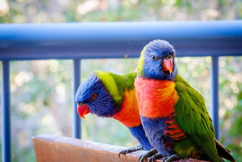 Sanctuary Lake Apartments - Accommodation Adelaide 1