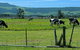 Bella Vista - thumb 3