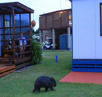 BIG4 Kelso Sands Holiday  Native Wildlife Park - Accommodation Adelaide