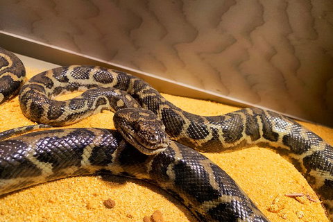 Pinnacles Desert (Private) Day Tour - Accommodation Adelaide 1